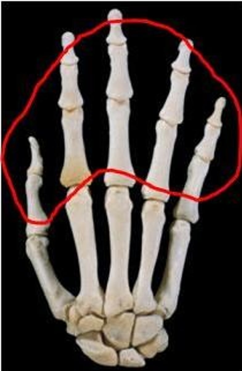 <p>ID bone group</p>