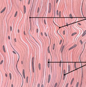 <p>Which type of connective tissue has:</p><ul><li><p>Attachment and stabilization</p></li><li><p>Tightly packed, parallel collagen fibers</p><ul><li><p>tendons attach muscles to bones</p></li><li><p>ligaments connect bone to bone and stabilize organs</p></li></ul></li></ul><p></p>