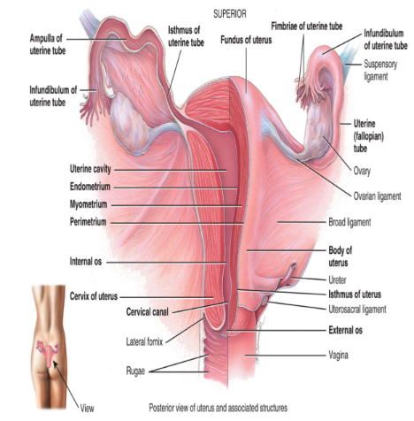 <ul><li><p><strong>fundus</strong> which is higher than the fallopian tube level</p></li><li><p><strong>body</strong> which is the major portion of the uterus</p></li><li><p><strong>cervix</strong> which is the inferior, narrow portion of the uterus that opens into the vagina (plug comes out)</p></li><li><p><strong>the uterine cavity</strong> is the space in the body that houses the uterus</p></li></ul><p></p>