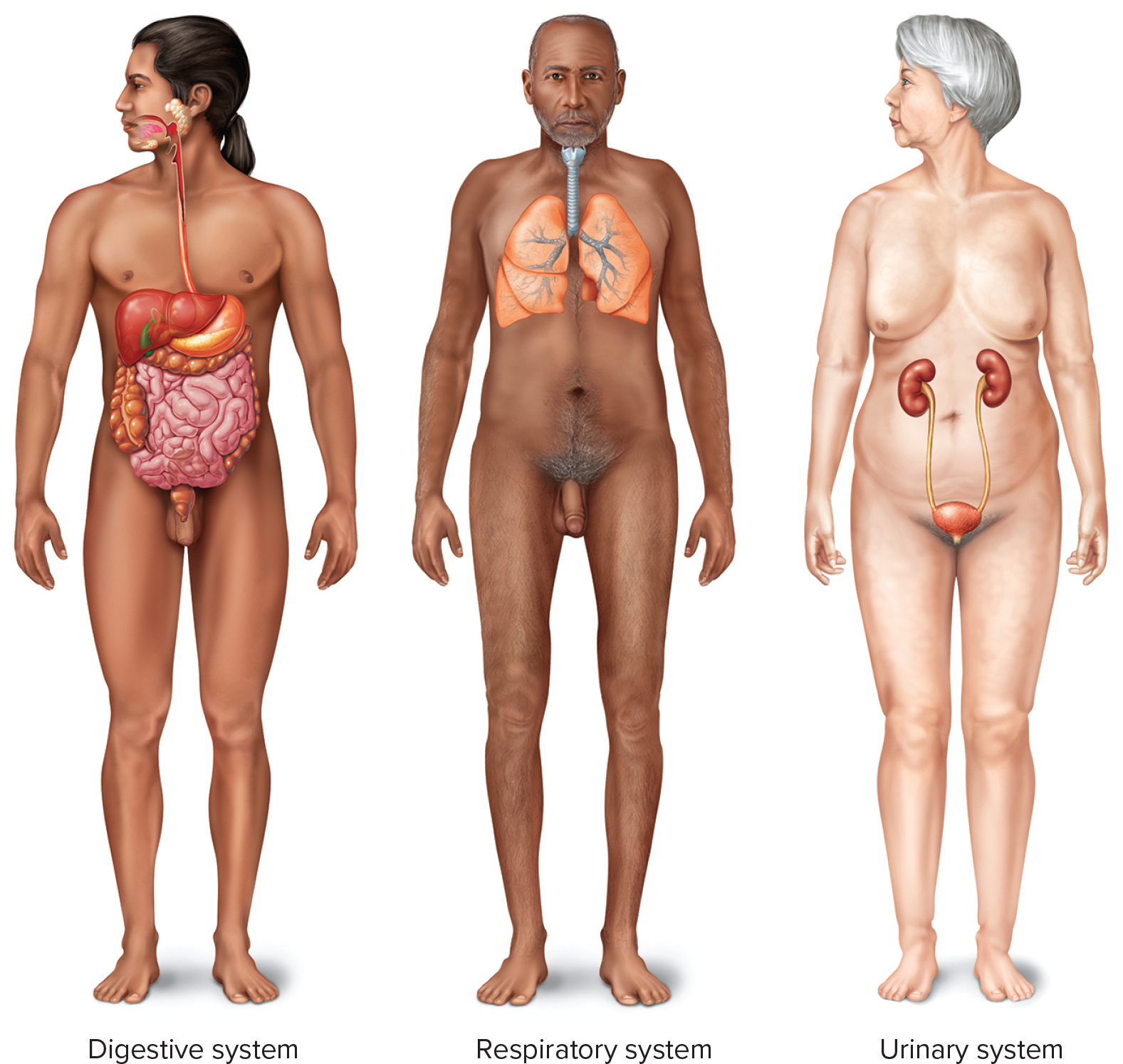 <p>Organ system that includes the mouth, tongue, pharynx, salivary glands, esophagus, stomach, liver, pancreas, gallbladder, small intestine, and large intestine.</p>