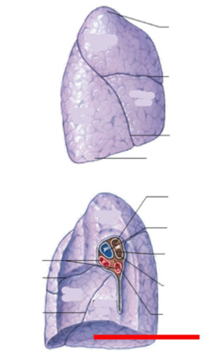 <p>Label the Surface</p>