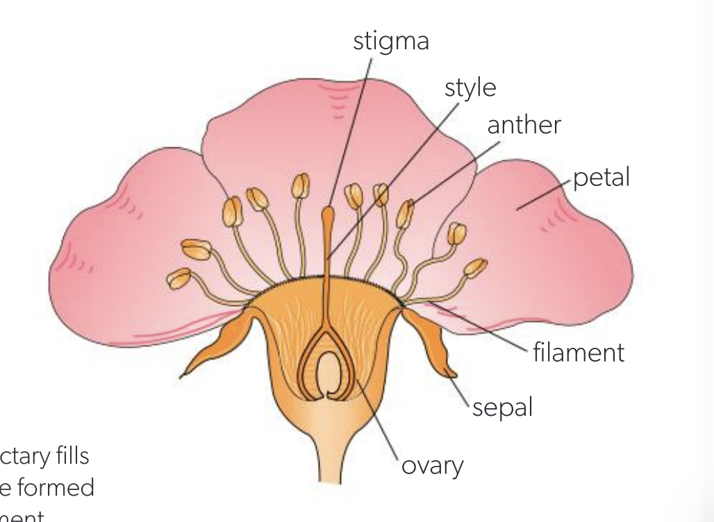 <p>what are the parts of a flower’s reproductive system?</p>