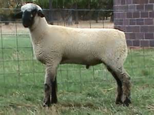 <p>Black head, ears and legs with wool on head and legs</p>