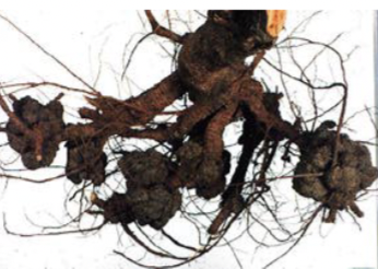 What is this injury called?