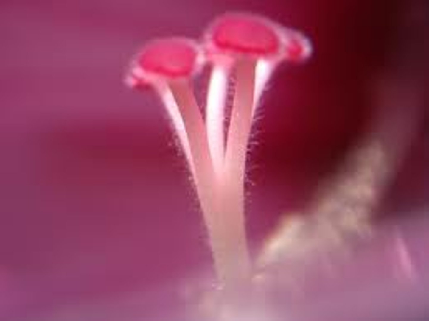 <p>the male reproductive part of a flower</p>