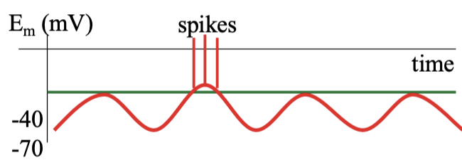 <ol><li><p><span style="color: rgb(255, 255, 255);"><span>the membrane potential of pacemaker cells (ICC) oscillate at 3-5 times per sec (3-5 Hz)</span></span></p></li><li><p><span style="color: rgb(255, 255, 255);"><span>ICCs in the small intestine depolarize more frequently (8-11 Hz) → the BER in the small intestine</span></span></p></li><li><p><span style="color: rgb(255, 255, 255);"><span>these depolarizations spread thru gap junctions to smooth muscle cells, then signal propagated through the tract by the enteric nervous system</span></span></p></li><li><p><span style="color: rgb(255, 255, 255);"><span>however, these depolarizations exceed spike threshold only 10-15 times per day → the migrating motility complex</span></span></p></li></ol><p></p>