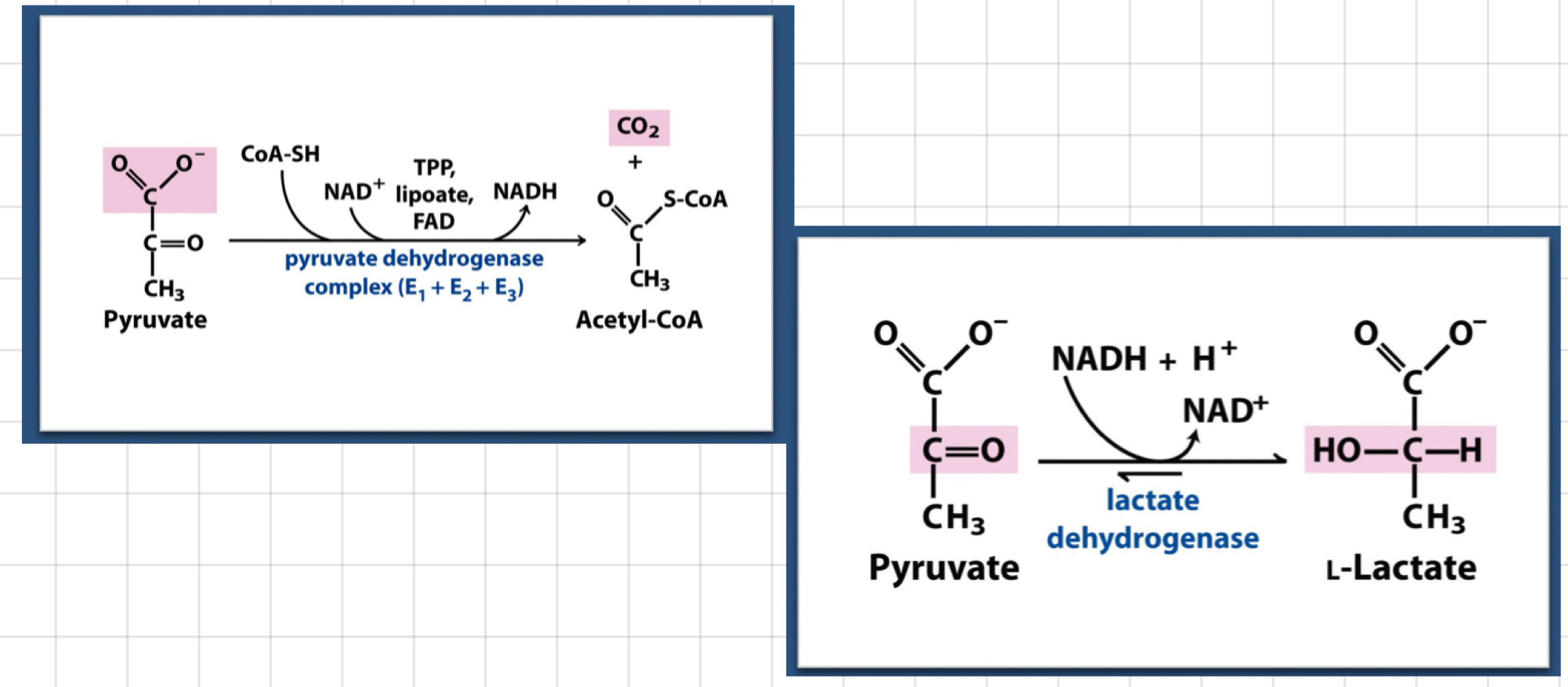 <ul><li><p>2 ATP, 2 pyruvate and 2 NADH (need to generate NAD+)</p></li><li><p>Fate of pyruvate (Aerobic and Anaerobic)</p></li><li><p>Get more ATP from full oxidation of pyruvate</p><ul><li><p>Need to transport into mitochondria</p></li><li><p>Oxidise with <strong>pyruvate dehydrogenase (PDH)</strong></p></li></ul></li><li><p>Reoxidise NADH quickly → Important</p><ul><li><p>Maintain the supply of NAD+</p><ul><li><p>Lactate production</p></li><li><p>Alcohol production (in yeast)</p></li></ul></li><li><p>Keep everything cytosolic</p></li></ul></li></ul>