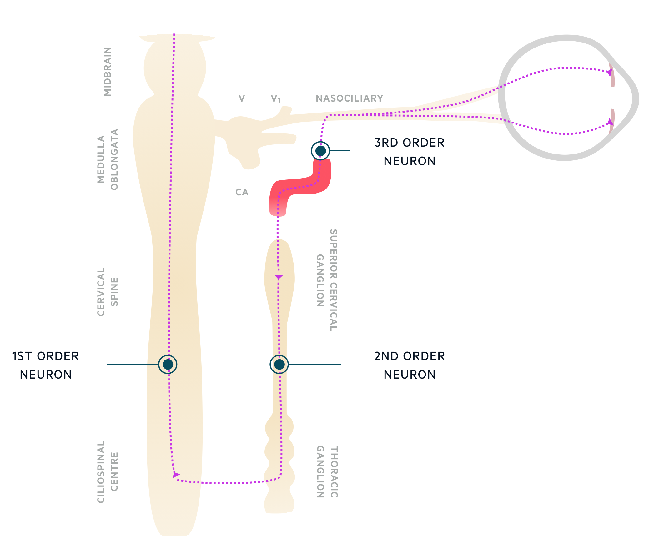<p>First Order: lesion before the hypothalamus and Superior Cervical Ganglion (SCG)</p><p>Second Order: lesion after the hypothalamus, but before the SCG</p><p>Third Order: lesion after the hypothalamus and SCG </p>