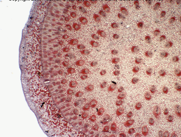<p>the cambial derives outside the atactostele<br></p><p>atactostele is in center outside, there is further cambial activity known as monocot cambium</p><p>(look for blurry ring)<br><br>monocot cambium makes bundles unlike the standard<br>P surrounds X</p>