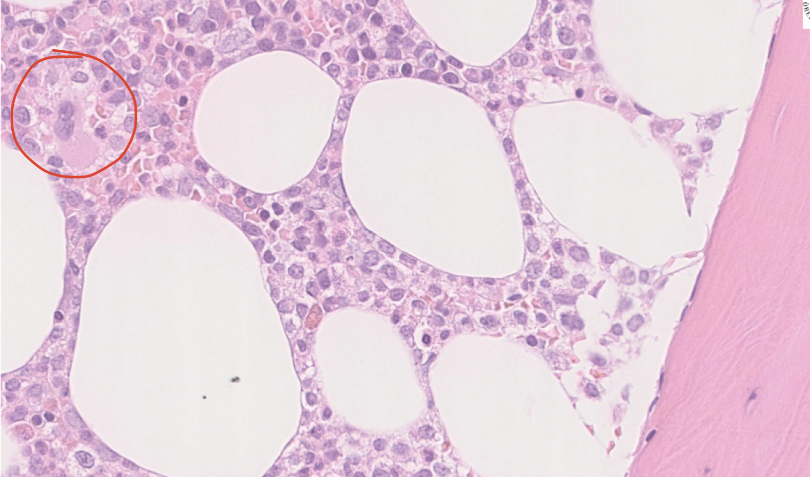 <p>Vad är detta för cell? </p>