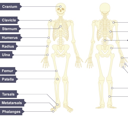 <p>Name the bones on the right from TOP to BOTTOM</p>