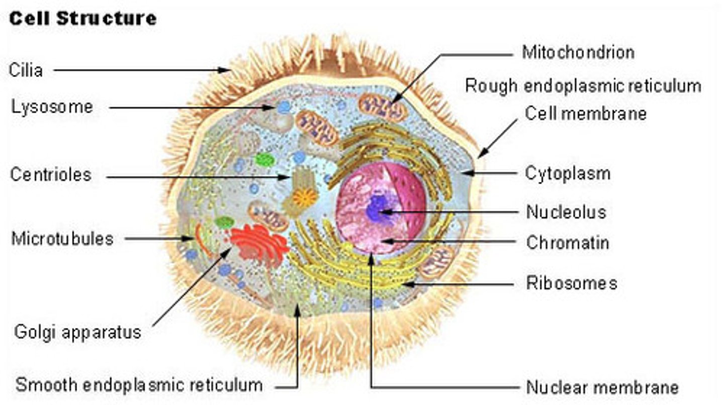 <p>contains:<br>- cell-surface membrane<br>- nucleus<br>- mitochondria<br>- chloroplasts (plants & algae)<br>- golgi apparatus and golgi vesicles<br>- lysosomes<br>- ribosomes<br>- rough endoplasmic recticulum<br>- smooth endoplasmic recticulum<br>- cell wall (plants, algae & fungi)<br>- cell vacuole</p>