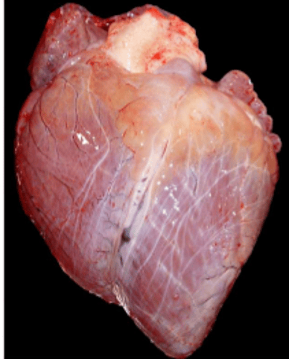 <p>True or False</p><p>Emaciation may lead to serous atrophy of the pericardial fat.</p>