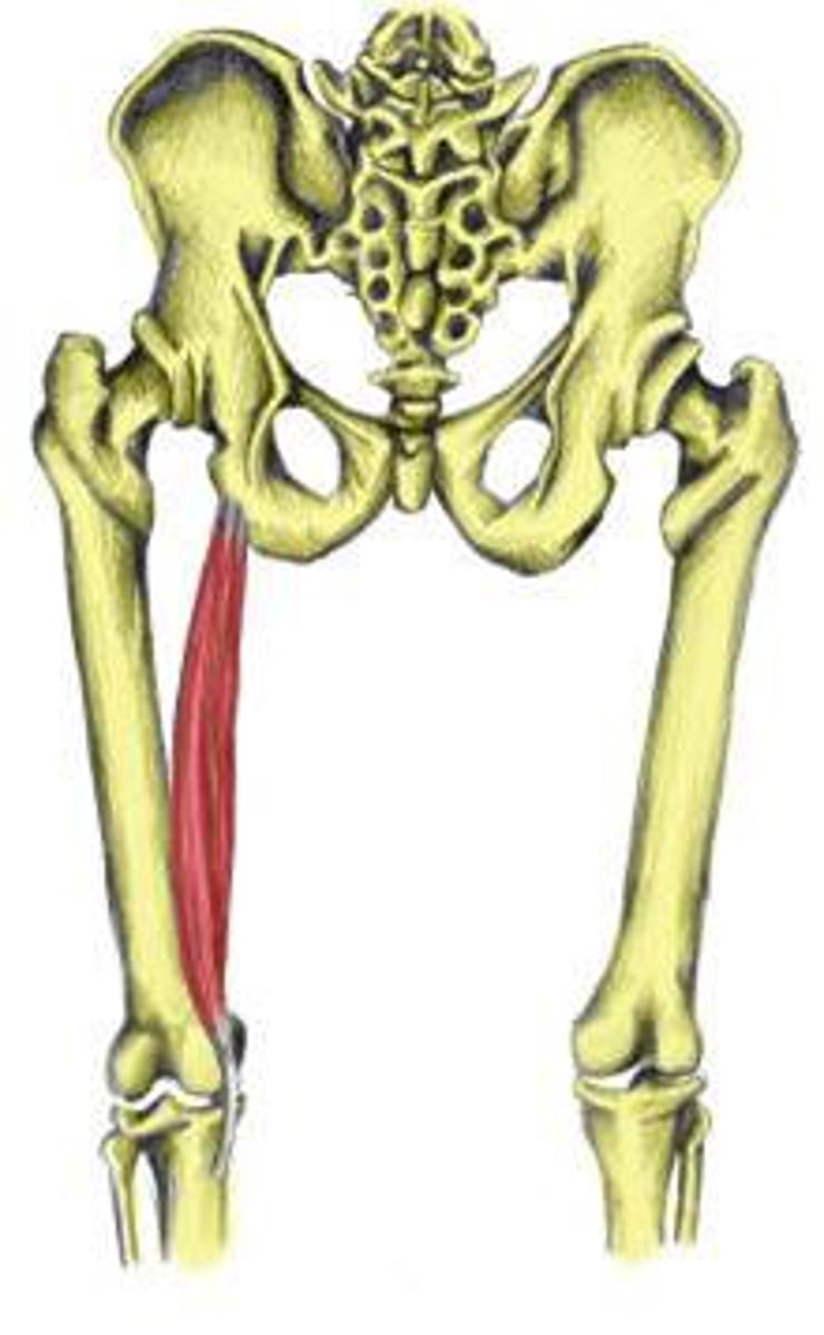 <p>pes anserinus (on tibia)</p>