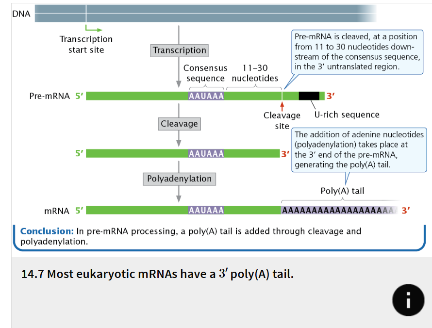 <ul><li><p>A second type of modification to eukaryotic mRNA is the addition of 50 to 250 or more adenine nucleotides at the 3′ end</p></li><li><p> not encoded in the DNA but are added after transcription in a process termed polyadenylation </p></li><li><p>Processing of the 3′ end of pre-mRNA requires sequences (collectively termed the polyadenylation signal) located both upstream and downstream of the site where cleavage occurs. </p></li><li><p>The consensus sequence AAUAAA (called the poly(A) consensus sequence) is usually 11 to 30 nucleotides upstream of the cleavage site and determines the point at which cleavage will take place. </p></li></ul><p></p><p></p>