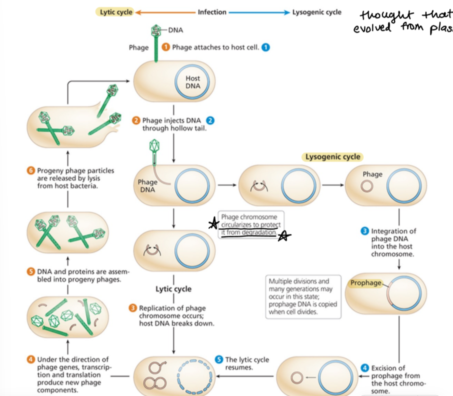 <ol><li><p>phage attaches to host</p></li><li><p>phage DNA circulates and is incorporated into bacterial DNA as a prophage</p></li><li><p>prophage excised and lytic cycle resumes</p></li></ol><p></p>