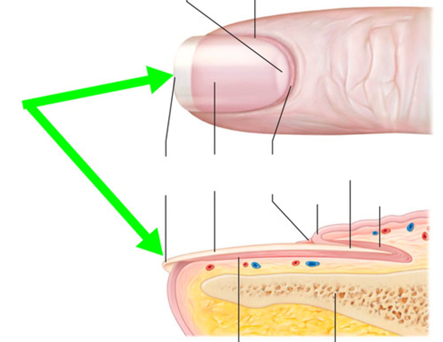 <p>Extends past the finger or toe</p>