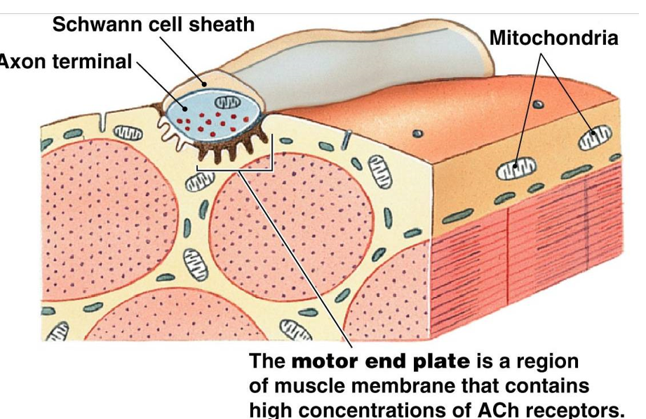 <p>consists of: axon terminals, motor end plates on muscle membrane, and Schwann cell sheaths</p>