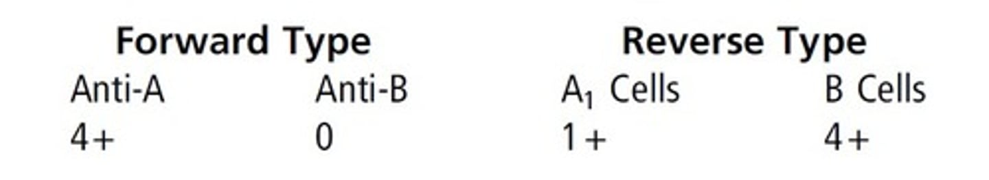 <p>d. Both a and c</p><p>This patient forward types as group A and reverse</p><p>types as group O, so an ABO discrepancy is present.</p><p>You could not report out results until the discrepancy</p><p>was explained. The A1 cells are reacting only at 1+ strength, so this points to possible extra</p><p>reactivity in the reverse type. Extra reactivity in</p><p>the reverse type can be caused by rouleaux,</p><p>cold-reactive antibodies (autoantibody or alloantibody),</p><p>or passively acquired antibodies. In the</p><p>case of a group A individual showing weak reactivity</p><p>with A1 cells, this is often seen in group A2</p><p>individuals who have made anti-A1. Testing the</p><p>cells with anti-A1 lectin would tell us if the patient</p><p>possesses A1 antigen, and testing the serum with</p><p>A2 cells would tell us if the extra reactivity noted</p><p>in the reverse type is likely caused by anti-A1. If</p><p>the discrepancy could not be resolved, it would</p><p>be advisable to request a new specimen.</p>