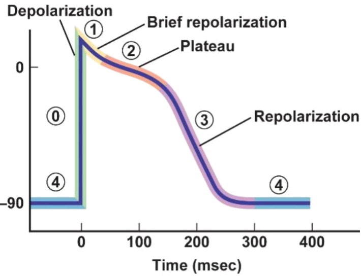 <p>what is happening in phase 3</p>