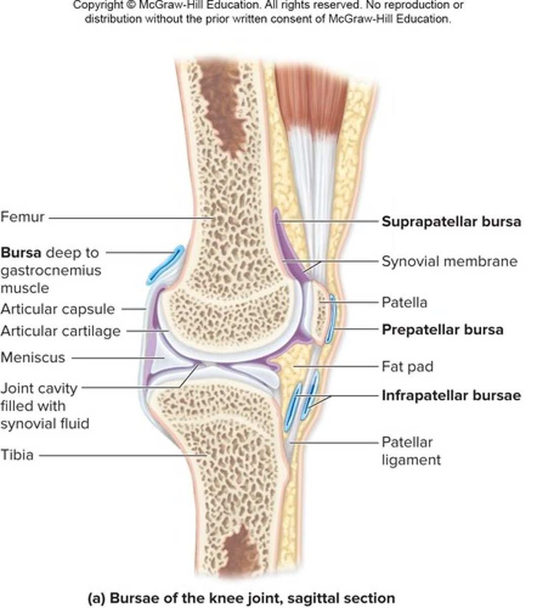 <p>Sacs lined with synovial membrane that contain synovial fluid, reducing friction where ligaments, muscles, skin, tendons, or bones rub together.</p>
