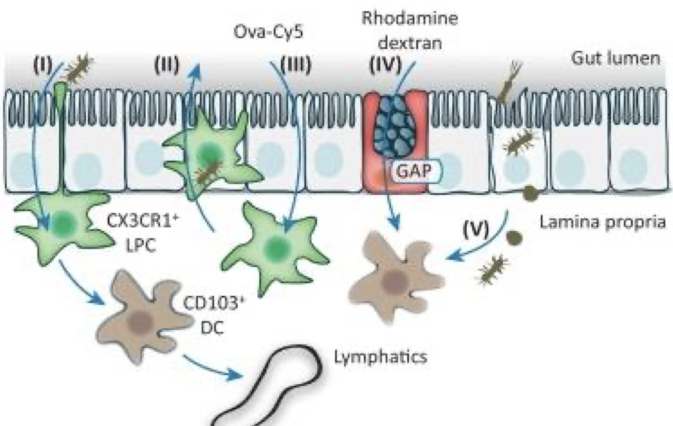 <p>1. <strong>Tissue-resident phagocytes expressing CCR </strong><span style="color: green;"><strong>CX3CR1</strong></span><strong> extend dendrites into the lumen.</strong></p><p><strong>2. CX3CR1+ LPCs <u>cross the epithelium.</u></strong></p><p><strong>3. Soluble antigens diffuse across the epithelium.</strong></p><p><strong>4.</strong> <strong>Goblet-cell-associated antigen passages </strong>(GAPs) <strong>deliver Ag</strong></p><p><strong>5.DC acquisition via apoptotic phagocytic cell uptake or membrane fragment handover</strong></p><p></p>