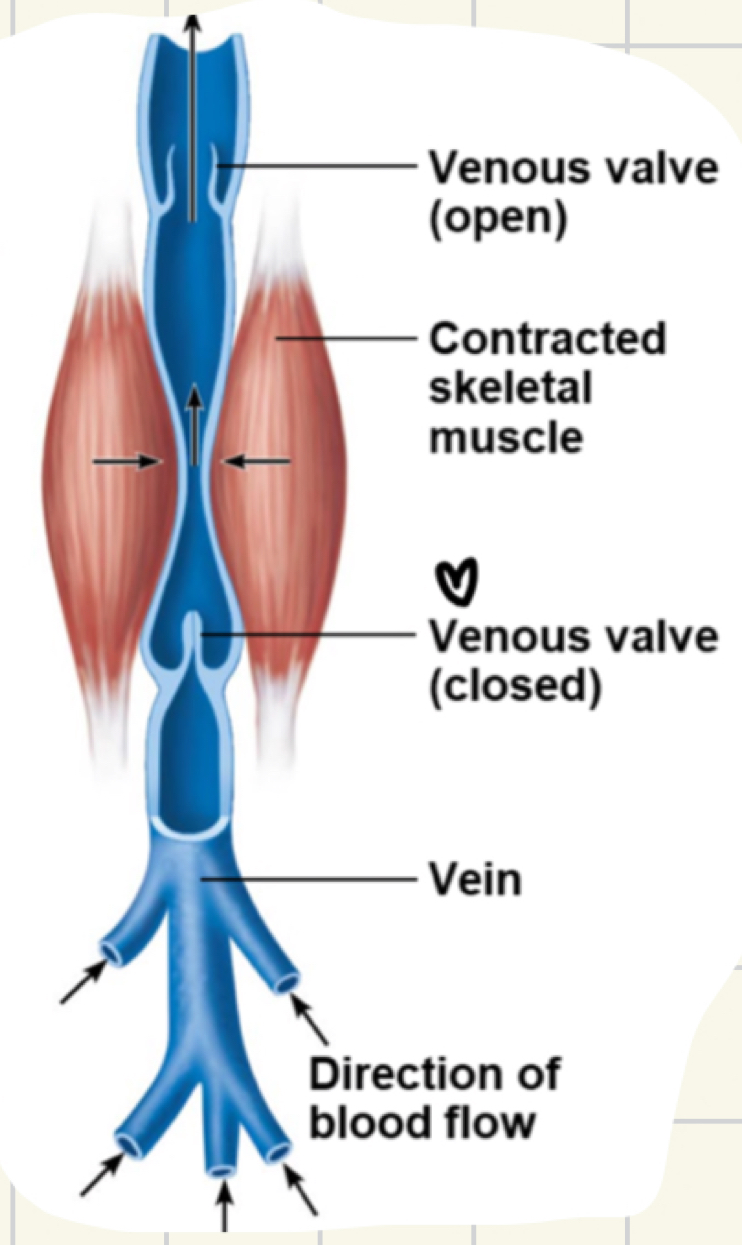 <ul><li><p><u>valves</u>, only in veins</p><ul><li><p>prevent back flow</p></li><li><p>in limbs</p></li></ul></li><li><p><u>skeletal muscle pump:</u> muscles press against thin-walled veins</p></li></ul><p></p>