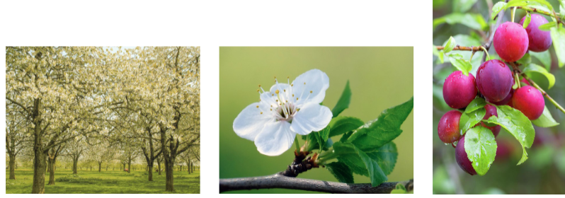 <p>Europese cultuurpruim</p>