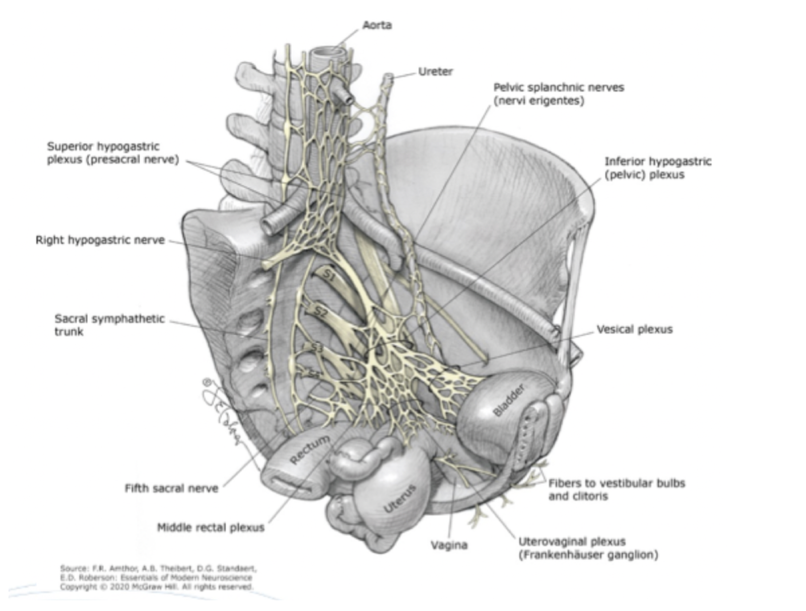 <p>2/3 av proximala vagina innerveras av <strong>nervii eregenti </strong>och 1/3 av distala innerveras av <strong>N. pudendus. </strong></p><p>→ sakrala ryggmärgsegment → thalamus → somatosensoriskt cortex. </p>