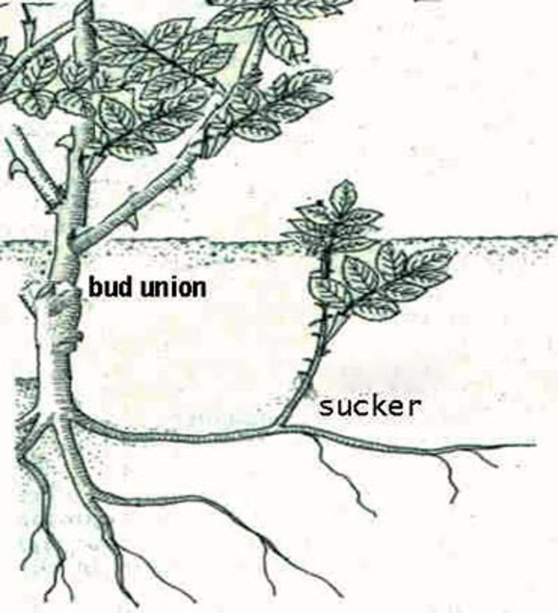 <p>Plant stems that arise from buds on the roots</p>