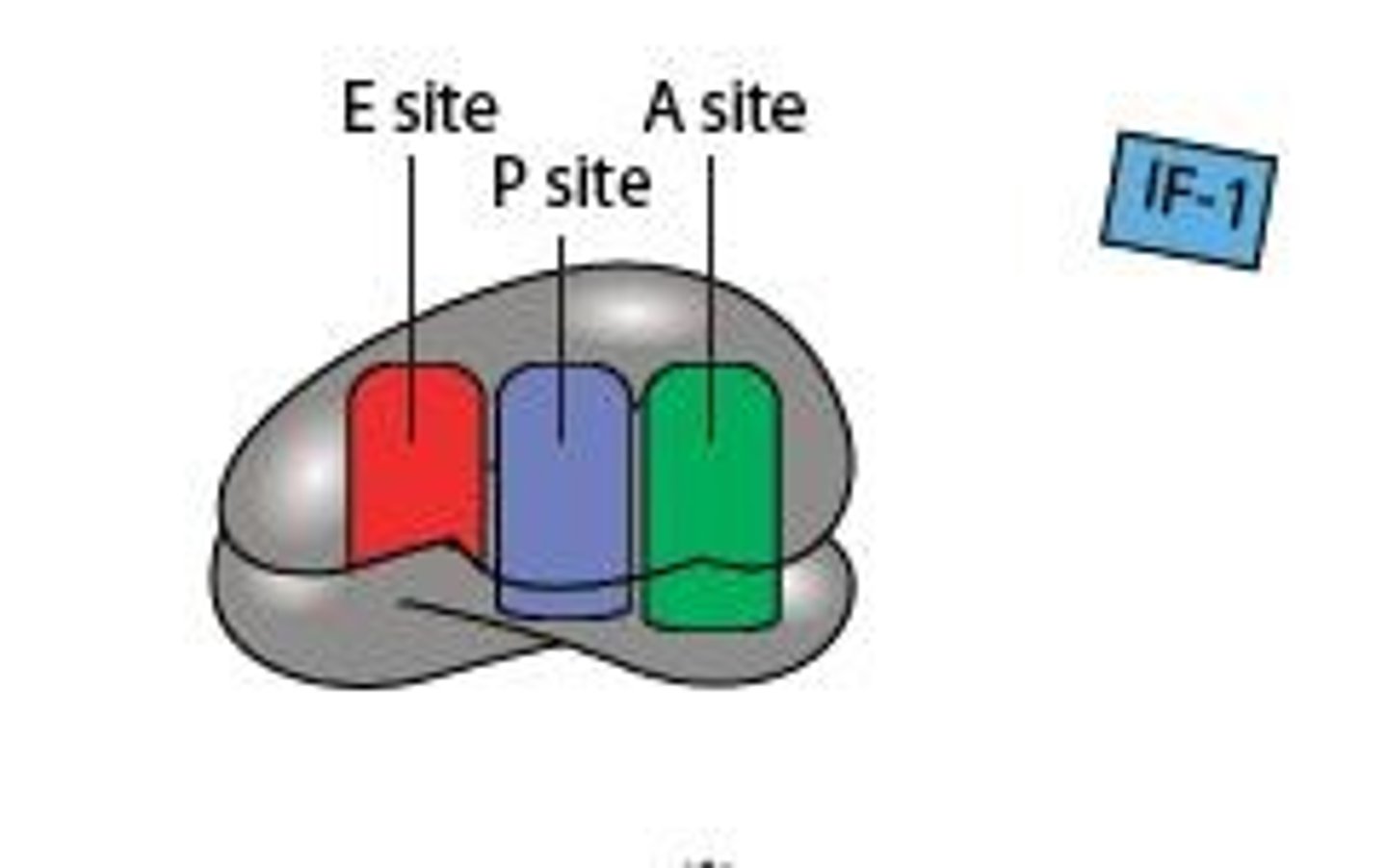 <p>Shorthand for Initiation Factors in translation.</p>