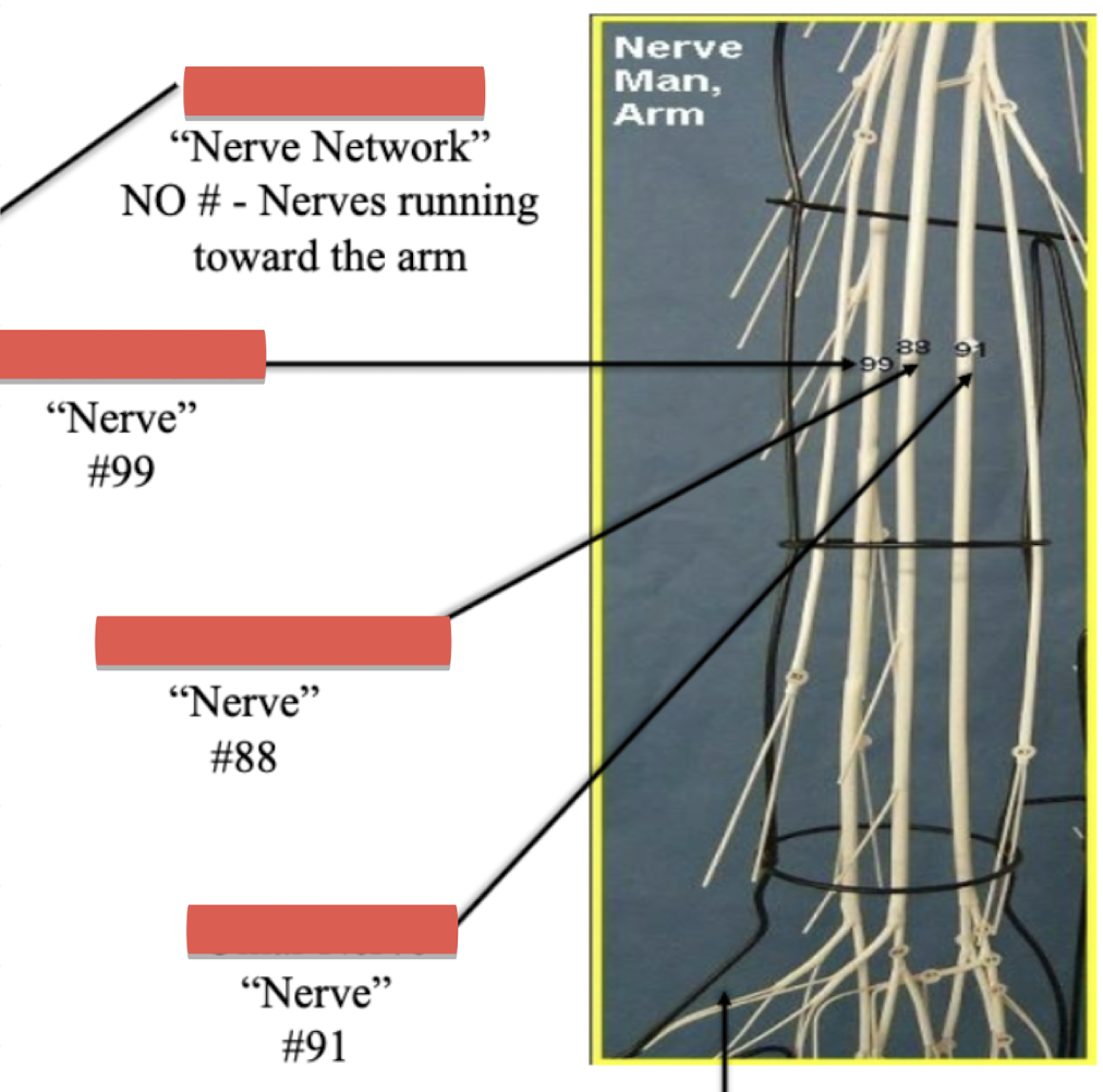 <p>Label nerve “88” </p>