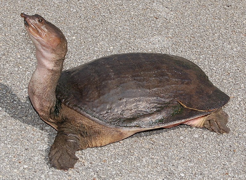 softshell turtles (cryptodira)

\

1. flattened body and reduced bony portions of shell
2. carapace lacks peripheral series of bones
3. costal bones reduced distally in most species
4. leathery skin that has no keratinous scutes, soft to touch
5. fleshy proboscis and lips