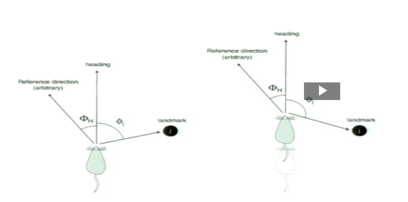 <p>What is egocentric and allocentric bearing with respect to heading direction?</p>