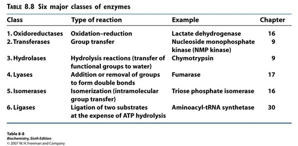 <p>Ligation of two substrates at the expense of ATP Hydrolysis</p><p>Puts Okazaki fragments together in DNA replication</p><p>Make bonds to seal them together -&gt; covalent bonds -&gt; Uses energy from ATP</p><p>Example: Aminoacyl-tRNA Synthetase</p>