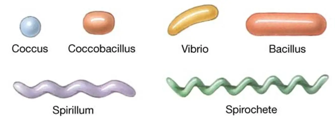 <p>corkscrew like bacteria</p>