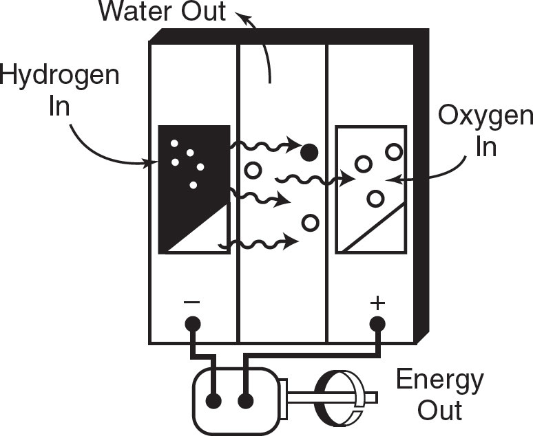 <ul><li><p><strong>Hydrogen</strong> reacts with a <strong>catalyst</strong> → forms <strong>electrons (-)</strong> and <strong>hydrogen ions (H⁺)</strong>.</p></li><li><p><strong>Electrons</strong> flow out → used as <strong>electrical energy</strong>.</p></li><li><p><strong>Hydrogen ions</strong> move through a <strong>membrane</strong>.</p></li><li><p><strong>H⁺ combines with oxygen and electrons</strong> → produces <strong>water</strong> (H₂O).</p></li><li><p>Unlike <strong>batteries</strong>, <strong>fuel cells never run out</strong>!</p></li></ul><p></p>