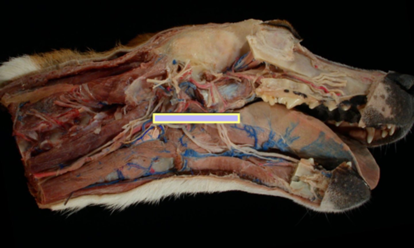 <p>Muscles of the pharynx:</p><p>contract to push food into the esophagus</p><p>(collapsing passage)</p>