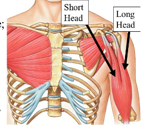 <p>Origin: Long head, supraglenoid tubercle; Short head, Coracoid process scapula</p><p>Insertion: Radial Tuberosity of the radius</p><p>Action: Flexes Radius and Humerus, and supinates forearm</p>