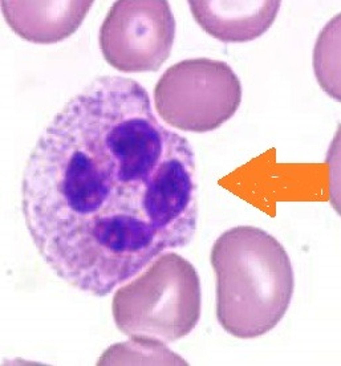<p>Name the leukocyte.</p>