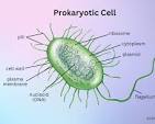 <p>A Prokaryote is a type of organism that is single-celled and does not contain a nucleus. Prokaryotes are also often smaller. The other  organisim type is ukarotes, by the way. One example of prokaryotes is bacteria.</p>
