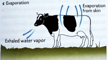 <ul><li><p>involved the conversion of water to vapor</p></li><li><p>can <strong>ONLY LOSE</strong> heat via evaporation</p></li><li><p><strong>Insensible Water Loss: </strong>airway and skin</p><ul><li><p>not part of thermoregulation</p></li></ul></li><li><p><strong>Thermoregulation:</strong></p><ul><li><p>sweating</p></li><li><p>panting</p></li><li><p>wetting of body surface</p></li></ul></li></ul><p></p>