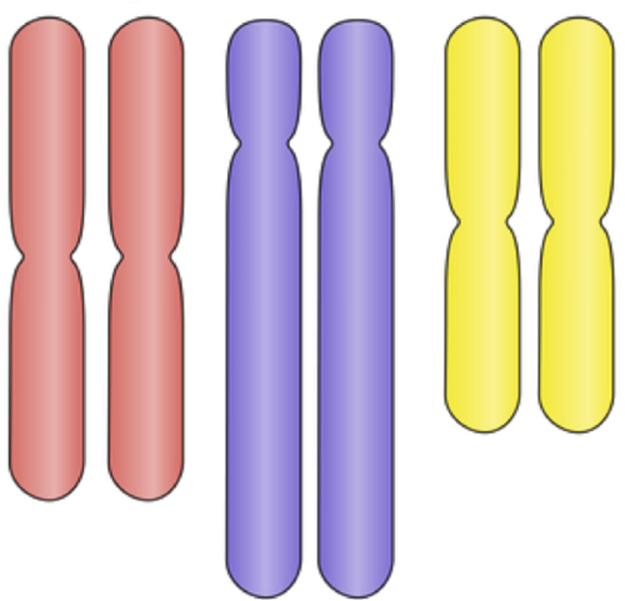 <p>two copies of genetic material subdivided into chromosomes</p>