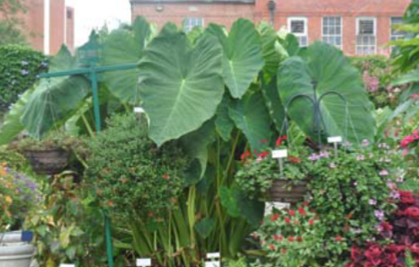 <p>Colocasia spp. </p>