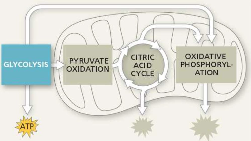 <p>where does glycolosis take place</p>