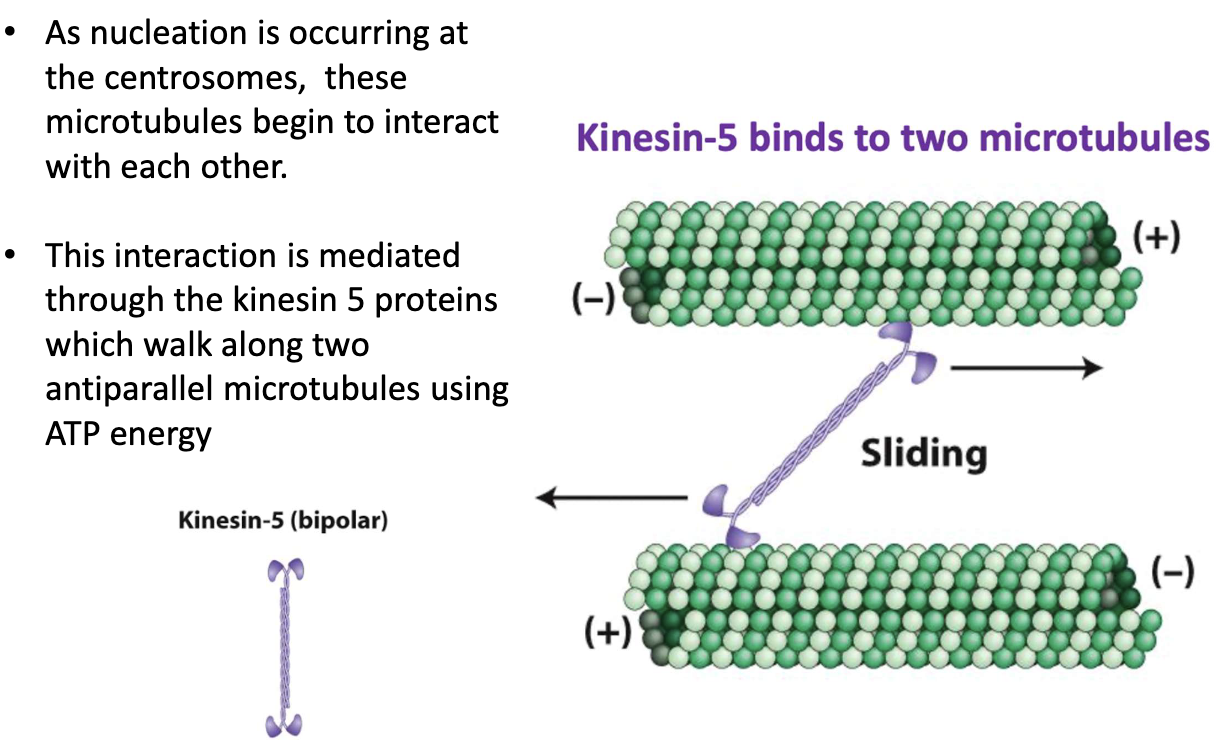 <ul><li><p>Microtubules nucleate at centrosomes</p></li><li><p>Kinesin-5 binds 2 antiparallel MTs</p></li><li><p>Uses ATP to "walk" toward + ends</p></li><li><p>Sliding action pushes centrosomes apart</p></li></ul><p></p>