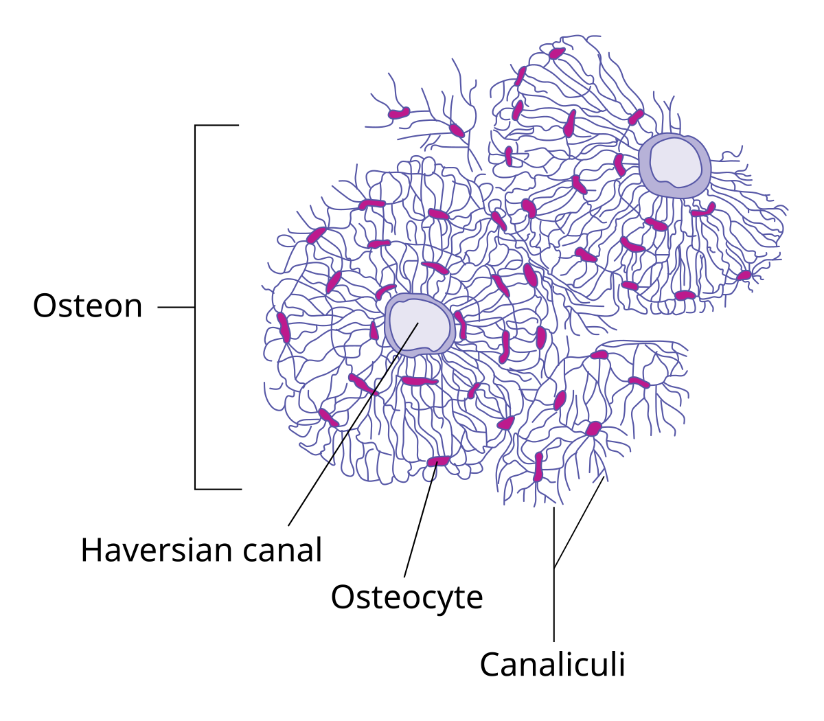 <p>Small channels in bone that allow for communication and nutrient exchange between osteocytes.</p>