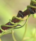 <p>haustoria</p>