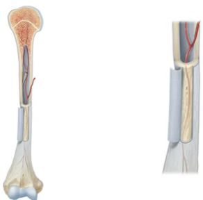 <ul><li><p>Most bones except for long bones are made of an <strong>outer shell of compact bone</strong> and are <strong>filled on the inside with spongy bone</strong></p></li><li><p><strong>Outside the compact bone shell</strong> of all bones lies a <strong>connective tissue layer called the periosteum</strong>. This covers the <strong>entire bone</strong> except where there is a <strong>cartilage aspect </strong>of the bone</p></li></ul><p></p>
