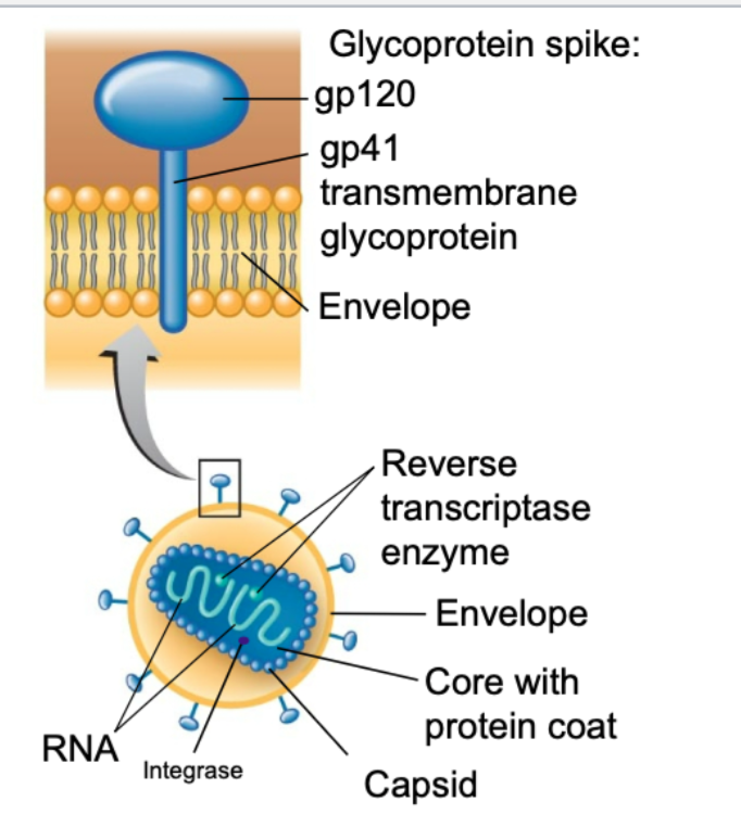 <p>what are two important enzymes that HIV contain</p>